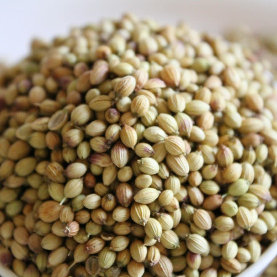 Coriander