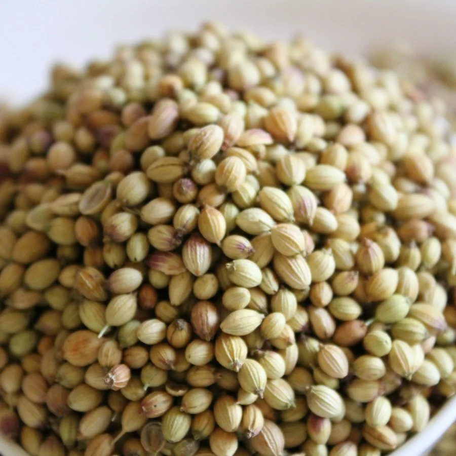 Coriander