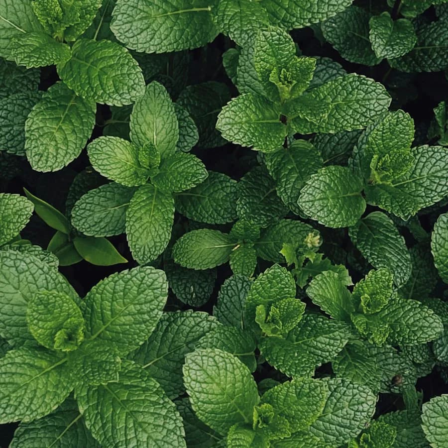 Menthol